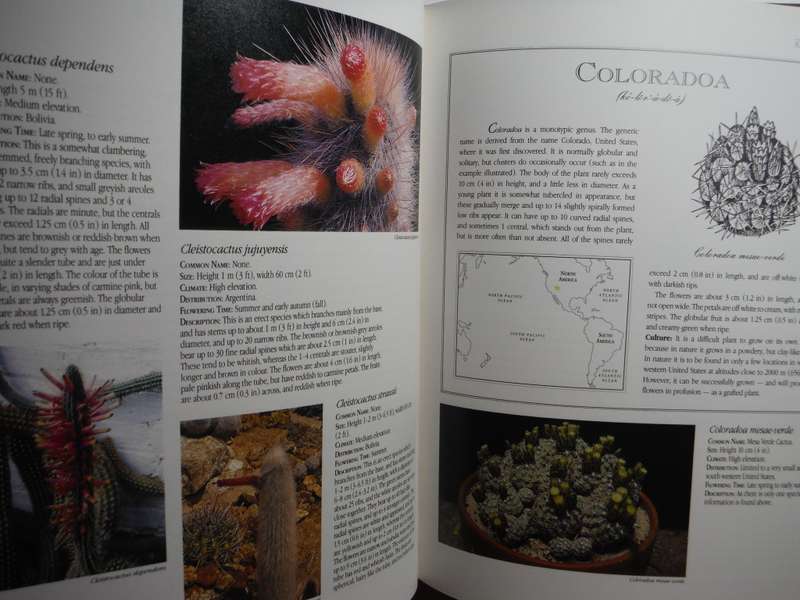 Letts Guide to Cacti of the World - Hardcover - Brian M. Lamb