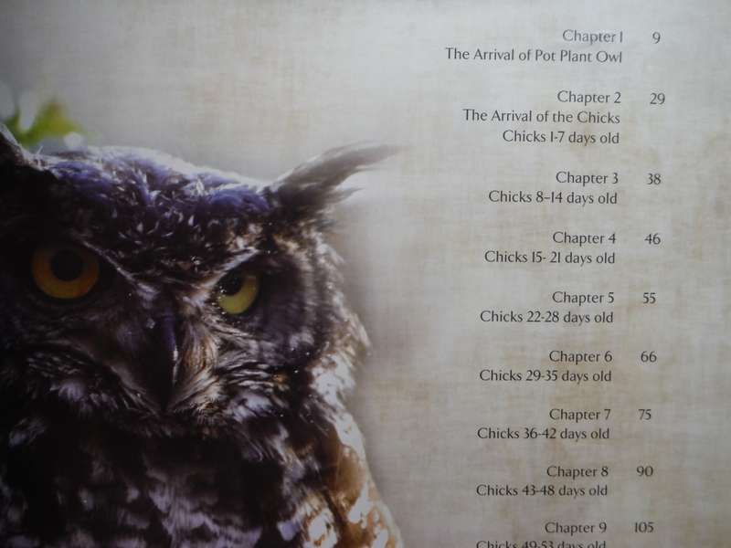 Pot Plant Owl - Hardcover - Allan and Tracy Eccles