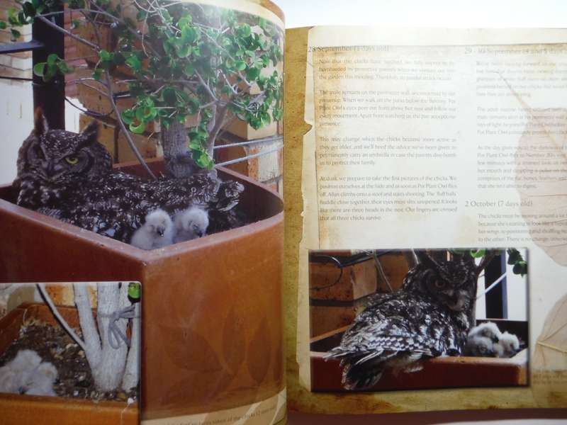 Pot Plant Owl - Hardcover - Allan and Tracy Eccles