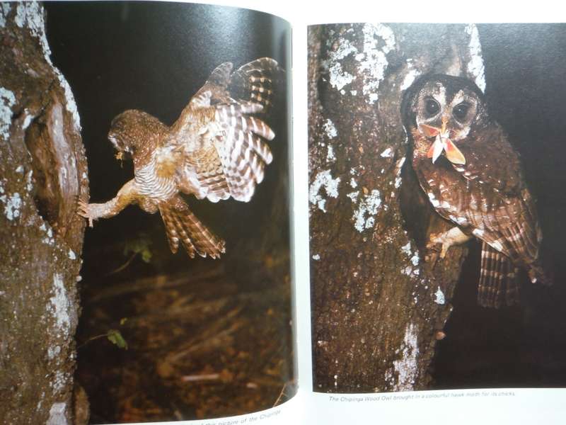 A Delight of Owls - Hardcover - Peter Steyn - 1984