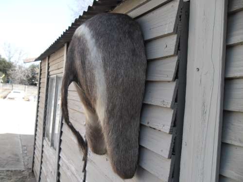 Stunning Back side Ring Bok Taxidermy size is 720mm high collection only by buyer