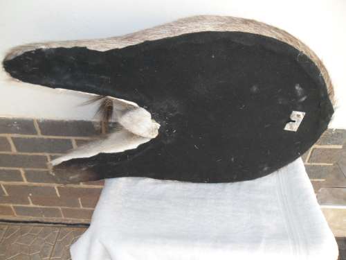 Stunning Back side Ring Bok Taxidermy size is 720mm high collection only by buyer