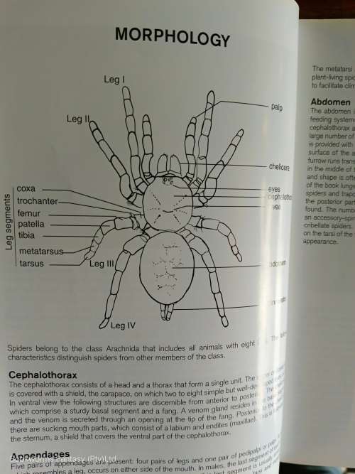 Field Guide To The Spiders Of South Africa by Ansie Dippenaar-Schoeman