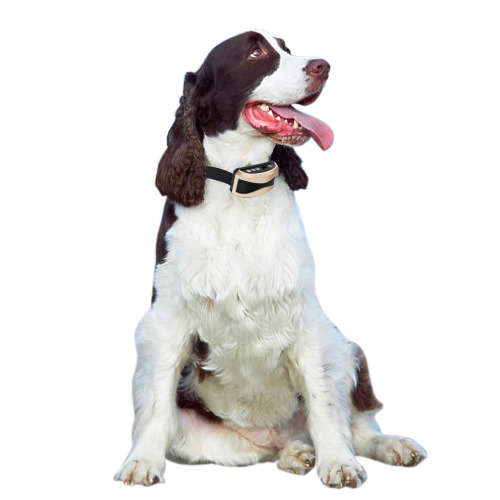 anti bark anti barking collar vibration electric shock sound Automatic collar for pet dogs IP7 water