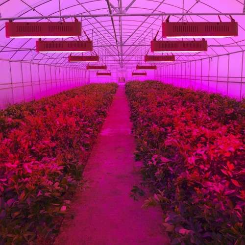 1200W Full Spectrum LED Grow Lights Panel Lamp for Hydroponic Plant Growing