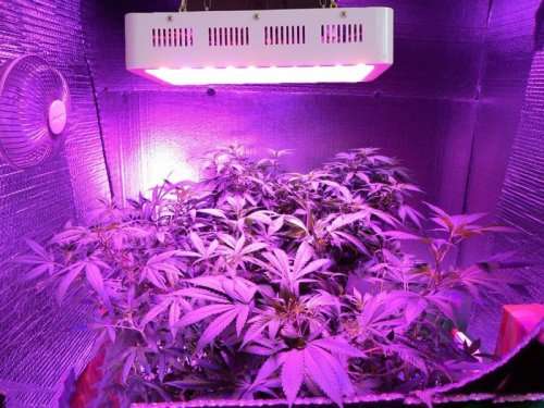 1500W Full Spectrum LED Grow Lights Panel Lamp for Hydroponic Plant Growing