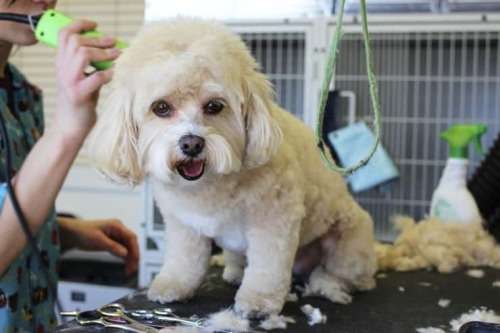 Zoofari Pet clipper