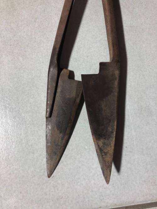 Sheep Shears