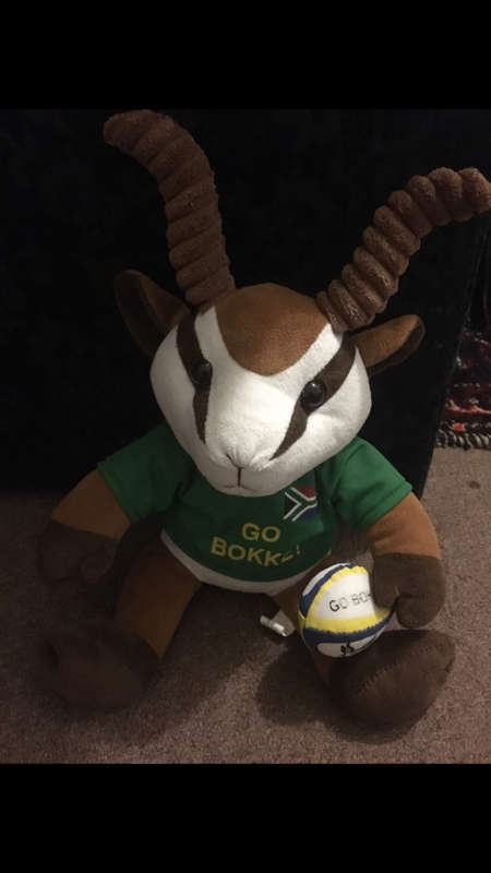 Springbok Supporter Teddy Bear - Go Bokke