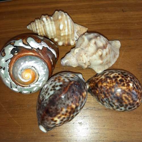 5 x Beautiful Sea Shells