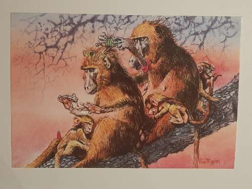 Rose Rigden post card - unused