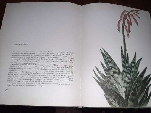 Decorative Cacti - A Guide to Succulent House Plants - Rudolf Subik