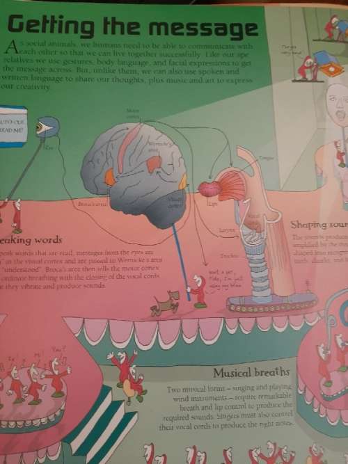 How the Incredible Human Body Works by the Brainwaves - Richard Walker - Beautiful Book!
