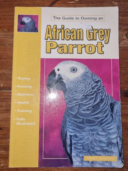 Guide to Owning an African Grey Parrot