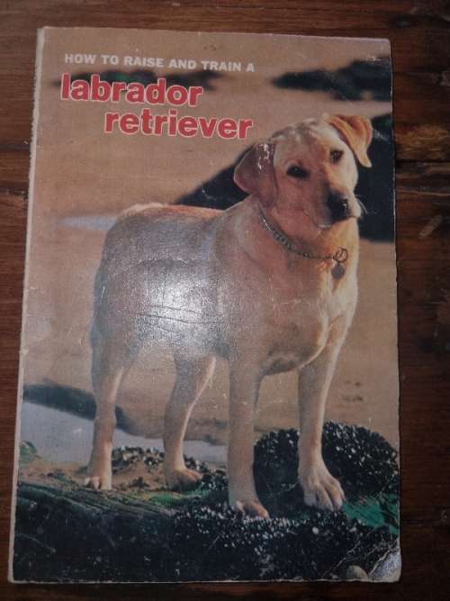 How to Raise and Train a Labrador Retriever