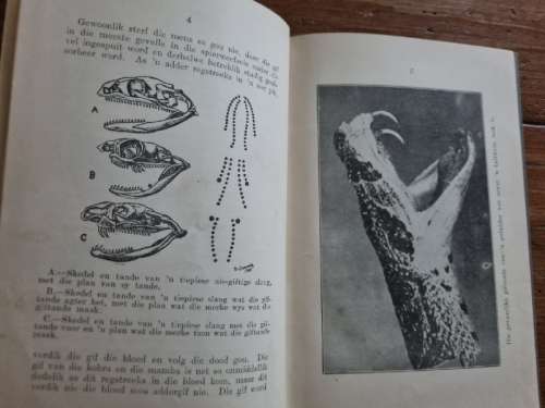 Slange en die behandeling van slangbyt - F.W Fitzsimons - 1929