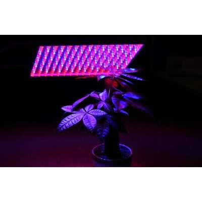 LED Grow Light "Red Dawn" - Super Harvest Colors Red and Blue, 225 LEDs, 14W