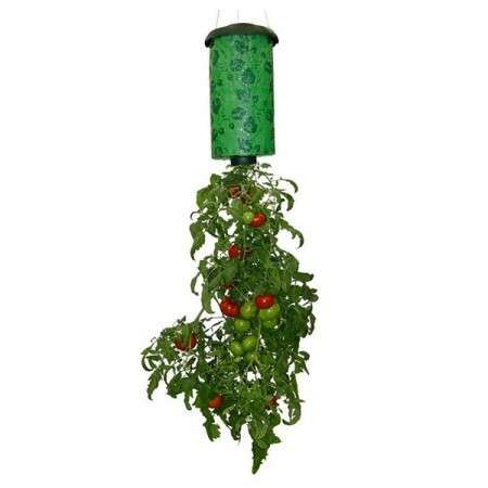 Tomato Grower
