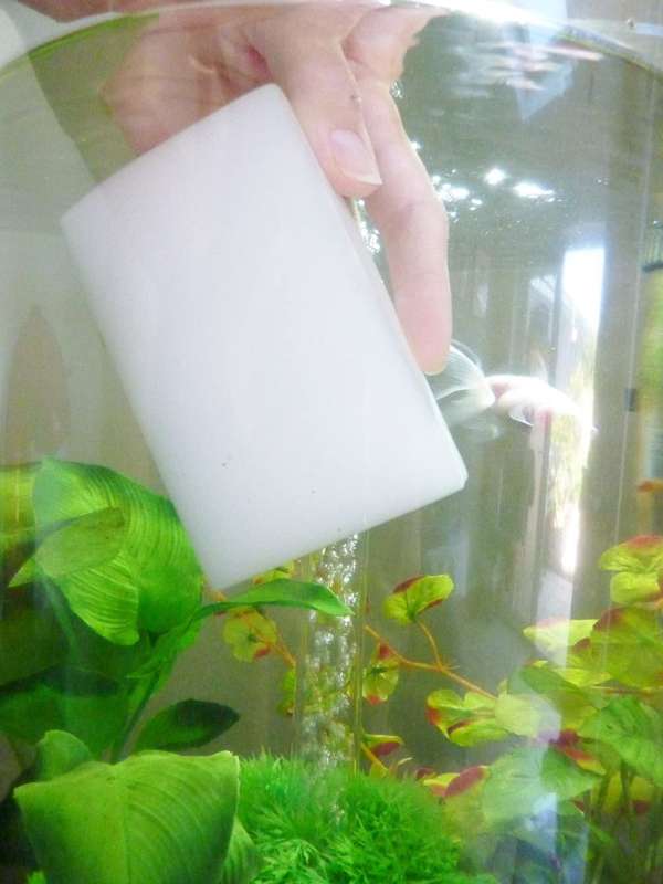 Specialist Aquatics Melamine Algae removal sponge.