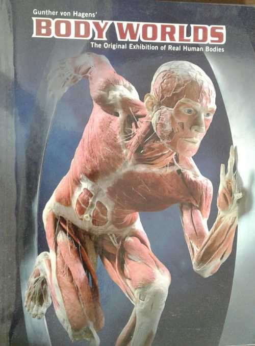 Body Worlds The Original Exhibition of Real Human Bodies by Gunther Von Hagen