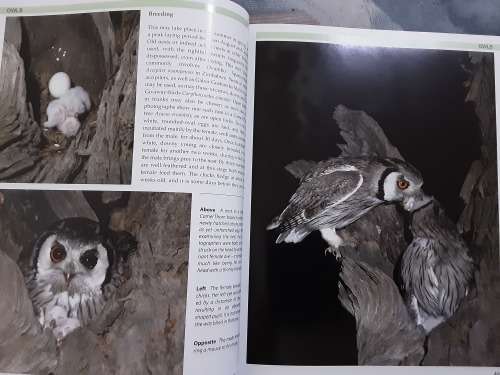Nocturnal Birds of Southern Africa by John Carlyon
