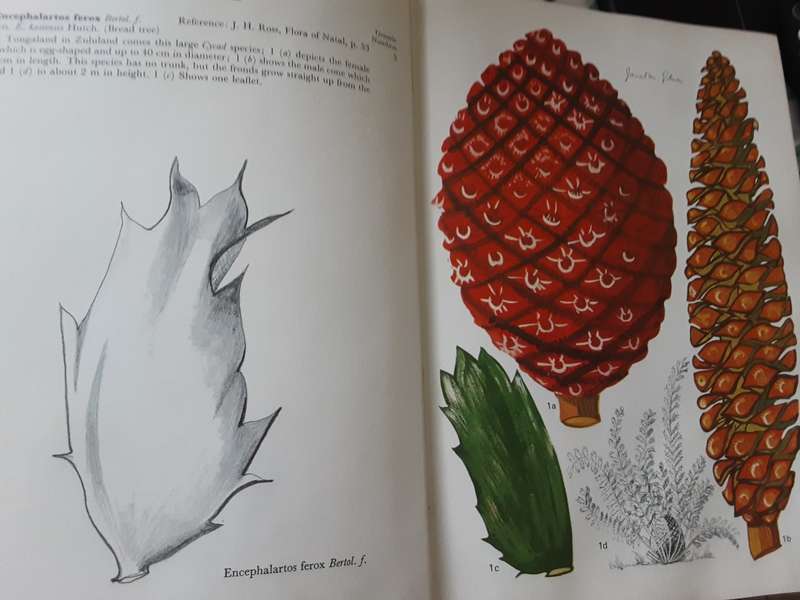 Wild Flowers of Natal ( Inland Region) by Jant M Gibson