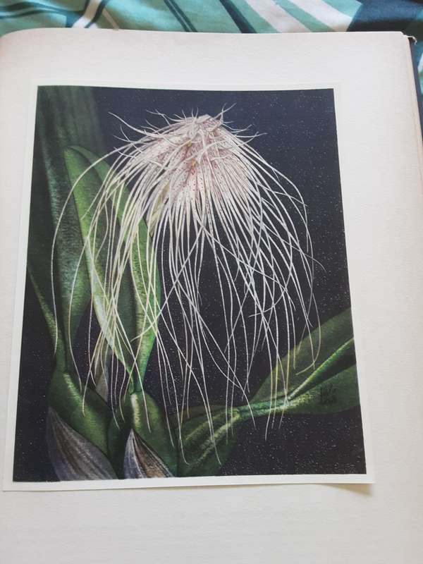 Orchideen by Kupper and Linsenmaier **text in Swiss**