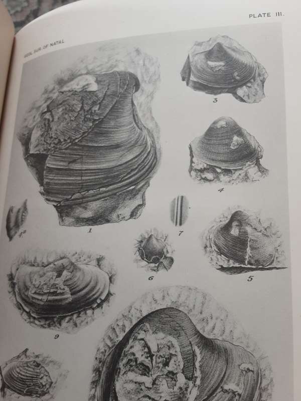 Third & Final Report of the Geological Survey of Natal and Zululand by W Anderson 1907