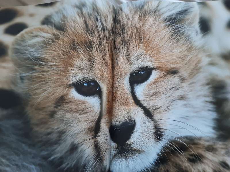 Kenya by Michael Poliza & Friends published TeNeues