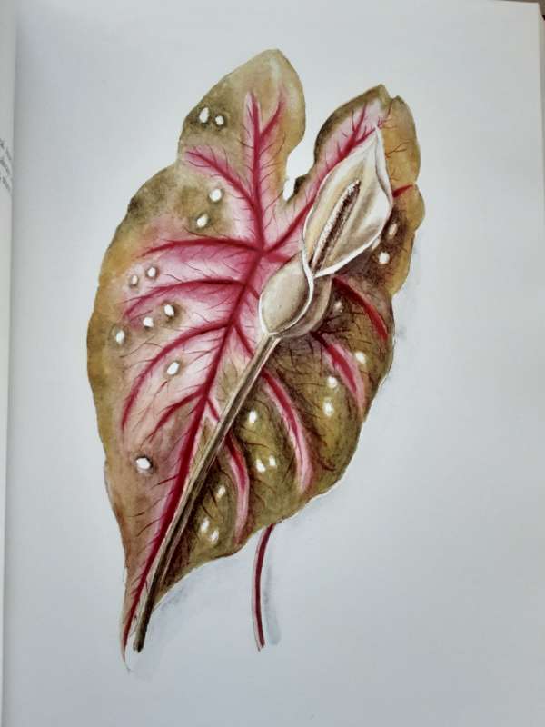 Flower Paintings of Katherine Saunders,  a Leather-bound Presentation copy in Slipcase