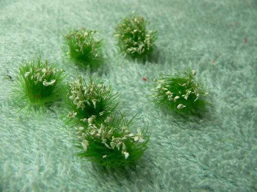 HO scale flower tufts. White