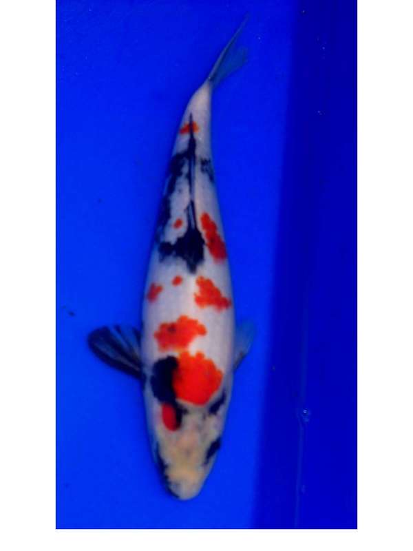 Kindai Showa 27cm