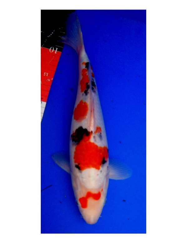 Sanke 33cm