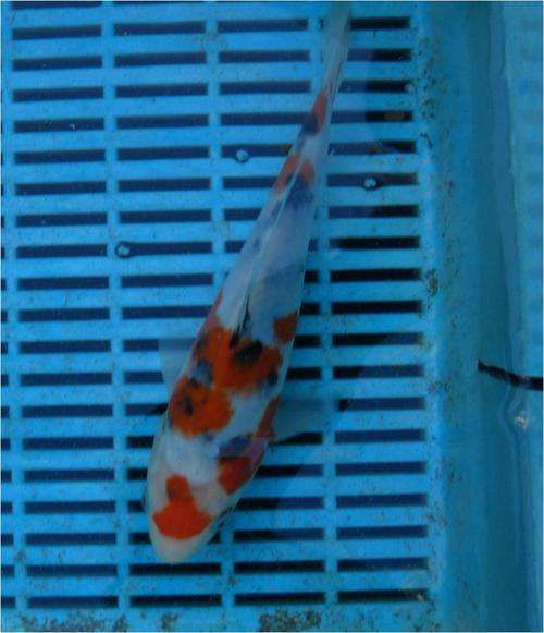 Koi Sanke 21cm - Possible Female (see video attached)