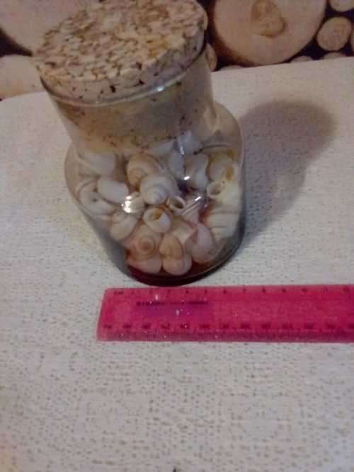 JAR FILLED WITH WHITE MINI  SHELLS