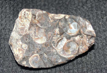 Agate Turritella Rough    fossiliferous agate found in the Green River Formation of Wyoming