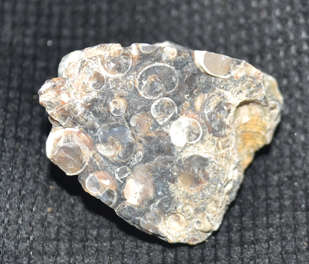 Agate Turritella Rough    unique cleansing effect that will be powerful at all levels.