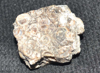 Agate Turritella Rough    fossiliferous agate found in the Green River Formation of Wyoming