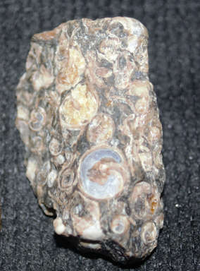 Agate Turritella Rough    fossiliferous agate found in the Green River Formation of Wyoming