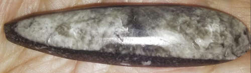 Orthoceros Point  fossils were among the earliest forms of life