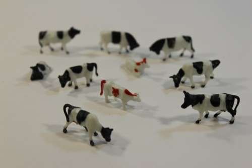 10 x Cows (HO)