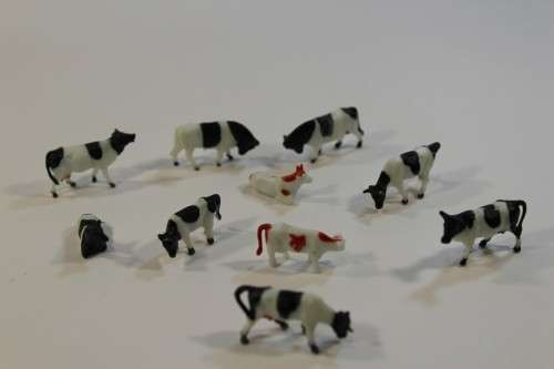 10 x Cows (HO)