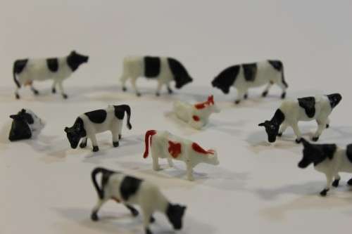 10 x Cows (HO)