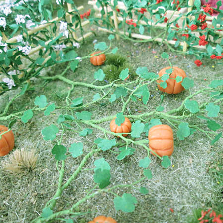 6 x Pumpkin Plants