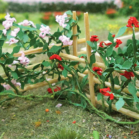 6 x Climbing Roses
