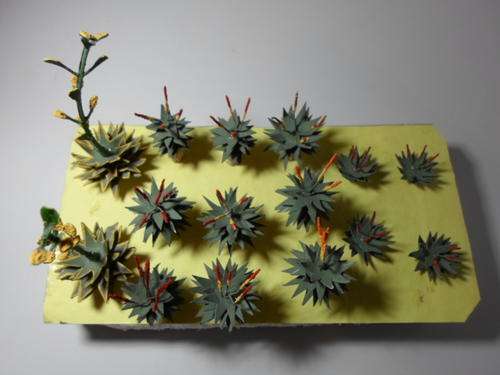 South African Indigneous Plants (HO)