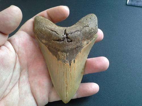 MEGALODON FOSSIL TOOTH ## 12.3 cm ##