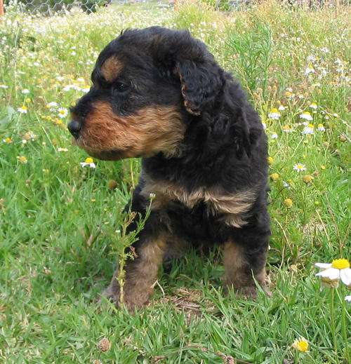 Airedale Terrier Puppies