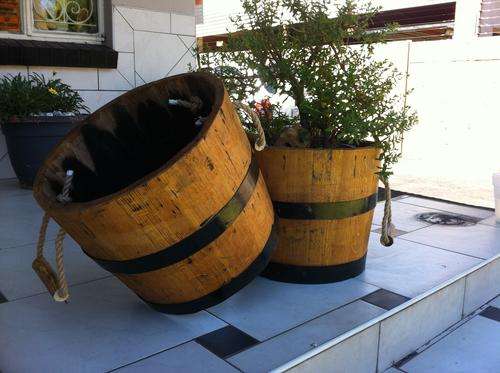 Genuine Oak barral pot plant