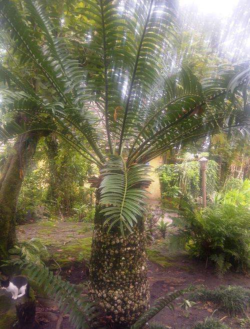 Various Cycaz and cycads varying in size available